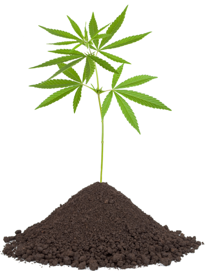 Creare il terreno migliore per la vostra marijuana