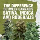 Differenze tra Cannabis sativa, indica e ruderalis