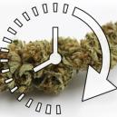 Come Seccare Rapidamente i Tuoi Fiori di Cannabis