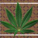 Che Cosa Sono le Foglie a Ventaglio della Cannabis?
