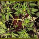 Errori da NON Commettere nel “Training” delle Piante di Cannabis