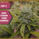 Le 5 Migliori Varietà Kush di Zambeza Seeds