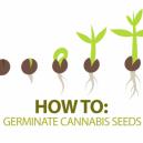 Come far germinare i semi di Cannabis