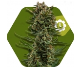 White Widow XL Autofiorente