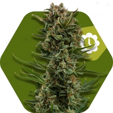 White Widow XL Autofiorente