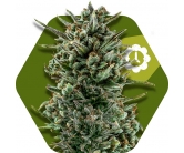 Amnesia Haze XL Autofiorenti