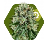 OG Bubble Gum Autoflowering