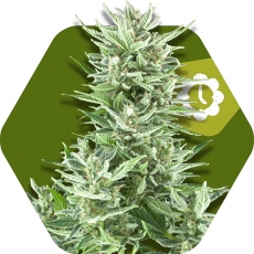 Big Bud XXL Autofiorente