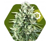 Super Silver Haze Autofiorenti