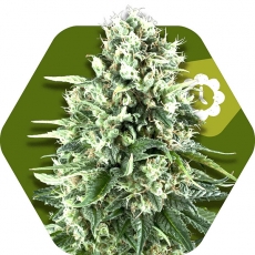 Super Silver Haze Autofiorente