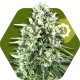 Super Silver Haze Autofiorenti