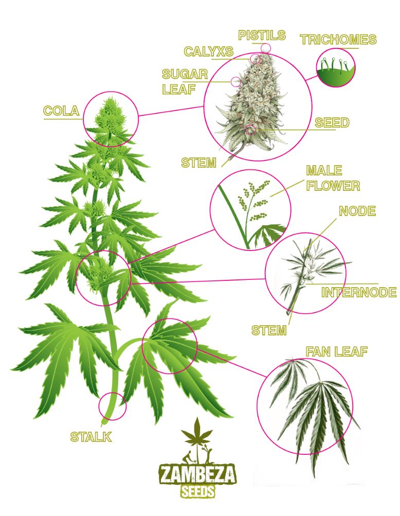 Anatomia Di Una Pianta Di Cannabis