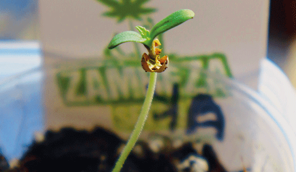  Semi di Cannabis Zambesi germinati