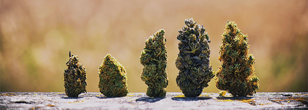 Marijuana buds from different strains