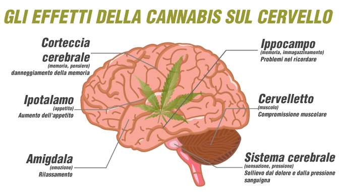 Gli effetti della cannabis sul cervello