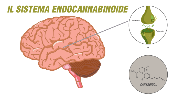 Il Sistema Endocannabinoide