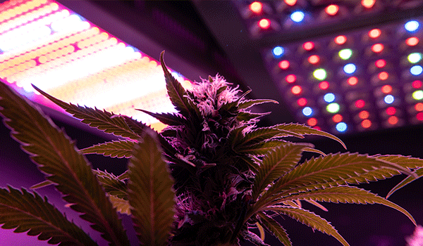 Cannabis grown under LED lights