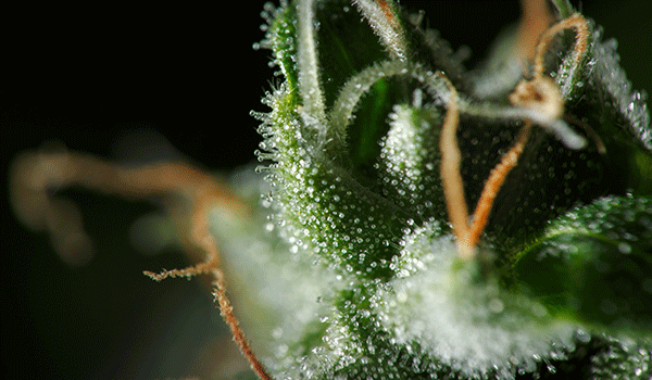 Macro shot from Cannabis plant