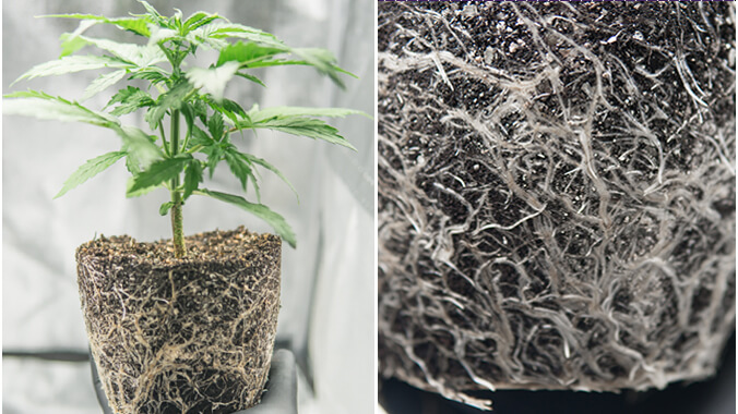 Radici di cannabis