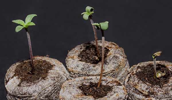 Cannabis Seedlings