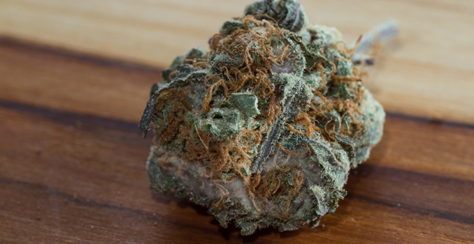Come proteggere la cannabis dalla muffa Muffa sulla terra vaso