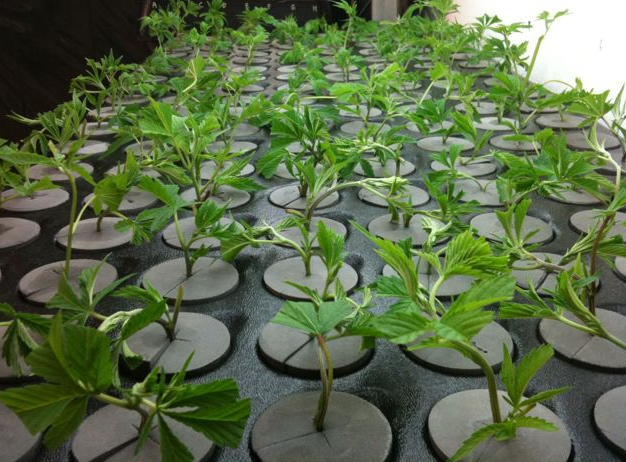  Clones cannabis Piante