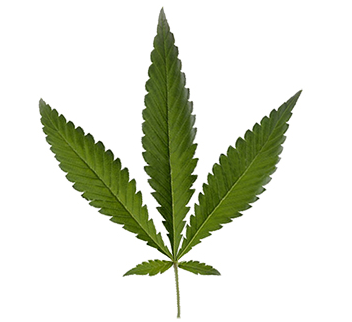 Cannabis Ruderalis foglia