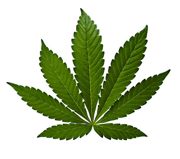 Cannabis Indica foglia