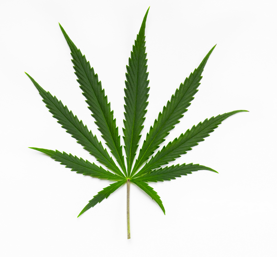 Cannabis Sativa foglia