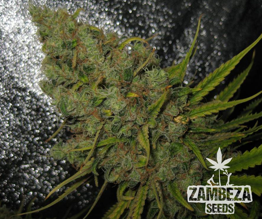 Original Amnesia Haze Semi di canapa femminizzati