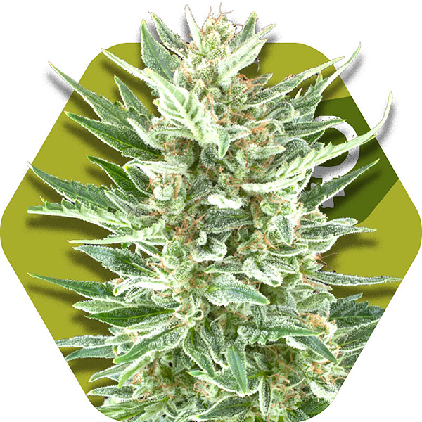 Vanilla Ice Cannabis strain