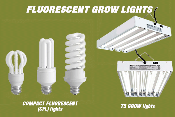 Fluorescent Lights