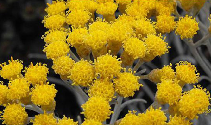 HELICHRYSUM UMBRACULIGERUM