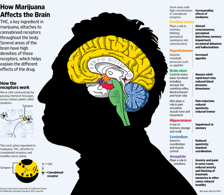 THC e il cervello