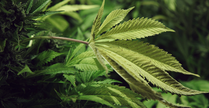 Fotosintesi piante di cannabis co2
