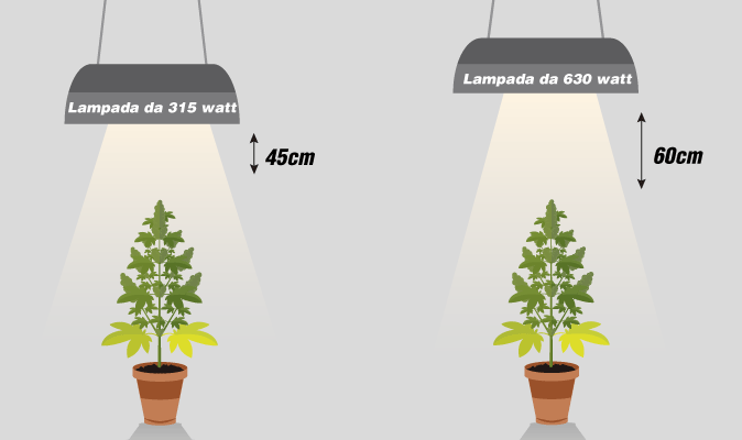Distanza di sicurezza tra luci e plante