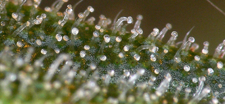 Cannabis Lattea Tricomi