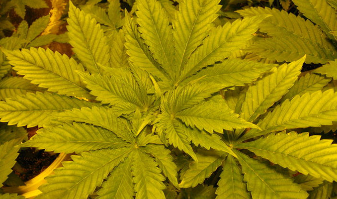 Carenza di Azoto nella Pianta di Cannabis