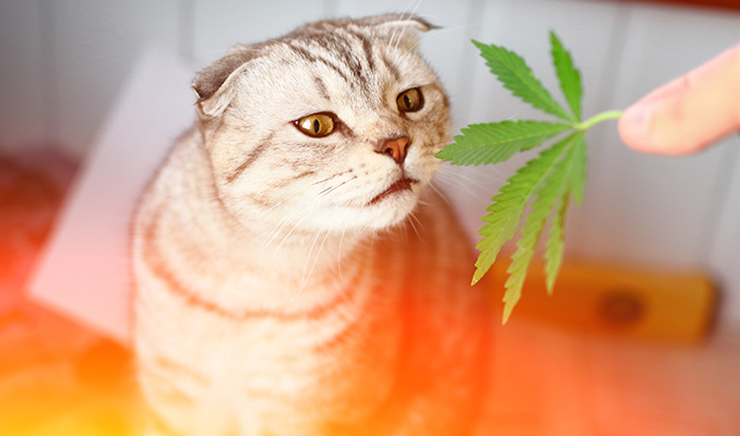 Come Il CBD Può Aiutare I Tuoi Animali Domestici