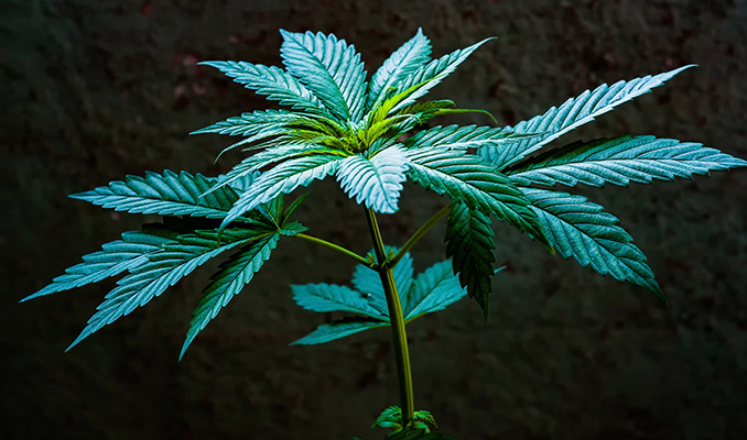 La Fase Vegetativa della Cannabis