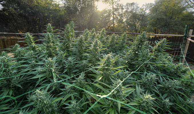 Una Guida Completa sulla Coltivazione di Cannabis Outdoor