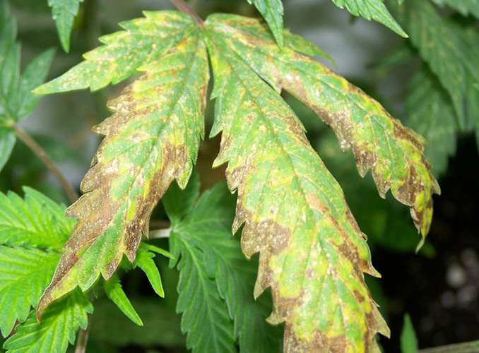 Carenza di Potassio pianta di cannabis