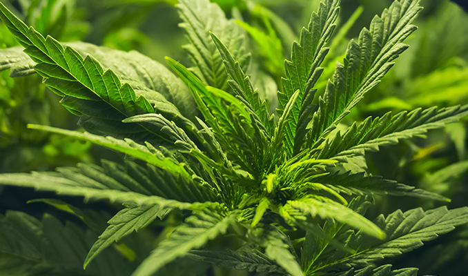 I 10 Motivi Principali Per La Crescita Lenta Della Cannabis