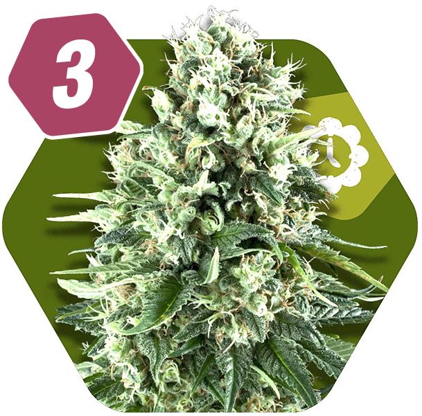 Super Silver Haze Autofiorente