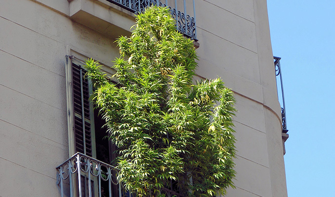 Coltivare Cannabis Sul Balcone