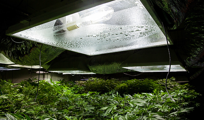 Ottimizza le Condizioni Colturali per la Crescita della Cannabis