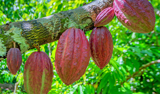 LA PIANTA DI CACAO