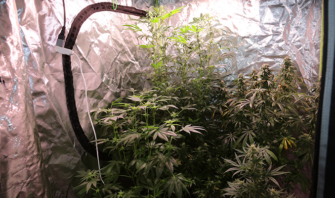 Come Gestire il Caldo Estivo nella Grow Room Indoor