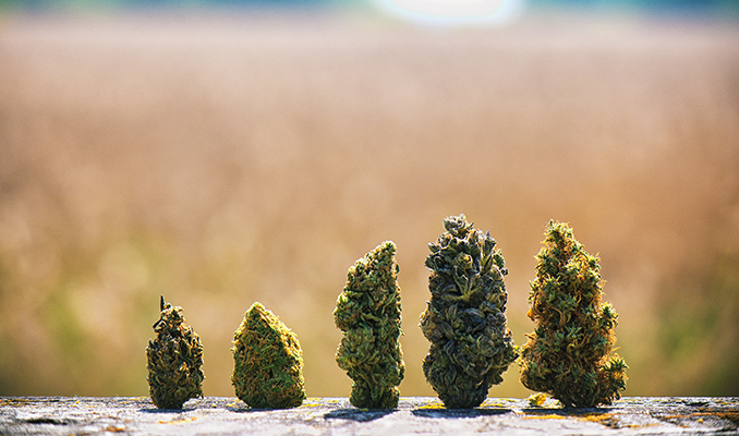 Coltivare Diverse Varietà di Cannabis nella Stessa Stanza