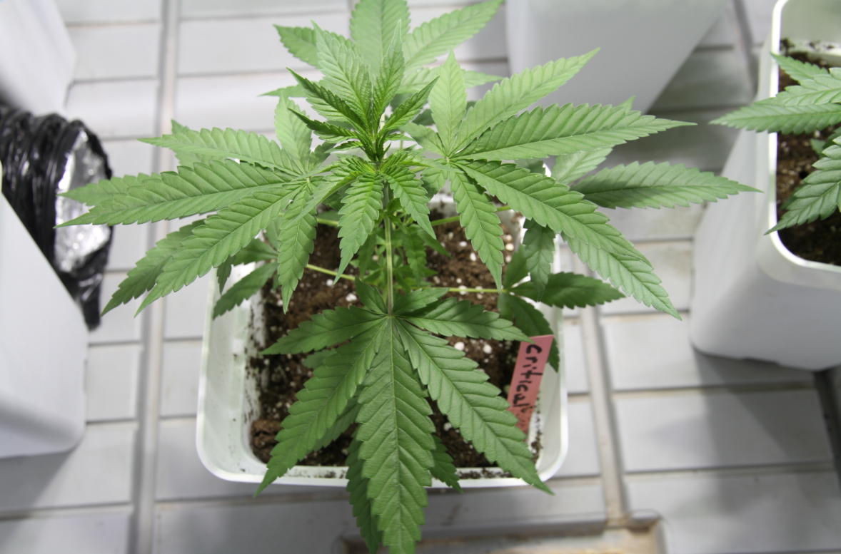 Critical Pride pianta di cannabis